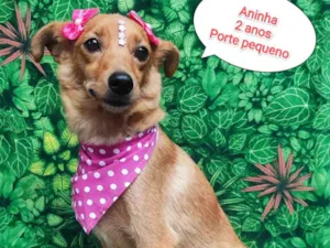 Cachorro raça SRD-ViraLata idade 2 anos nome Aninha 