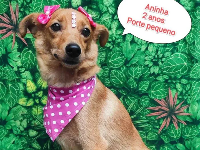 Cachorro ra a SRD-ViraLata idade 2 anos nome Aninha 