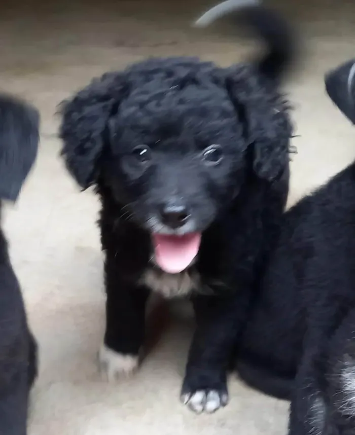 Cachorro ra a  idade 2 a 6 meses nome Filhotes Cris 