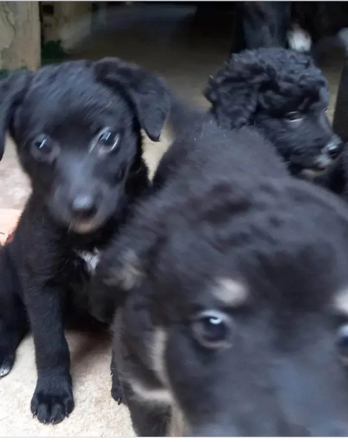 Cachorro ra a  idade 2 a 6 meses nome Filhotes Cris 