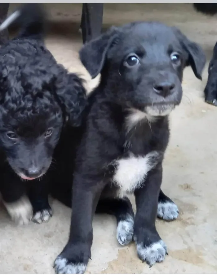 Cachorro ra a  idade 2 a 6 meses nome Filhotes Cris 