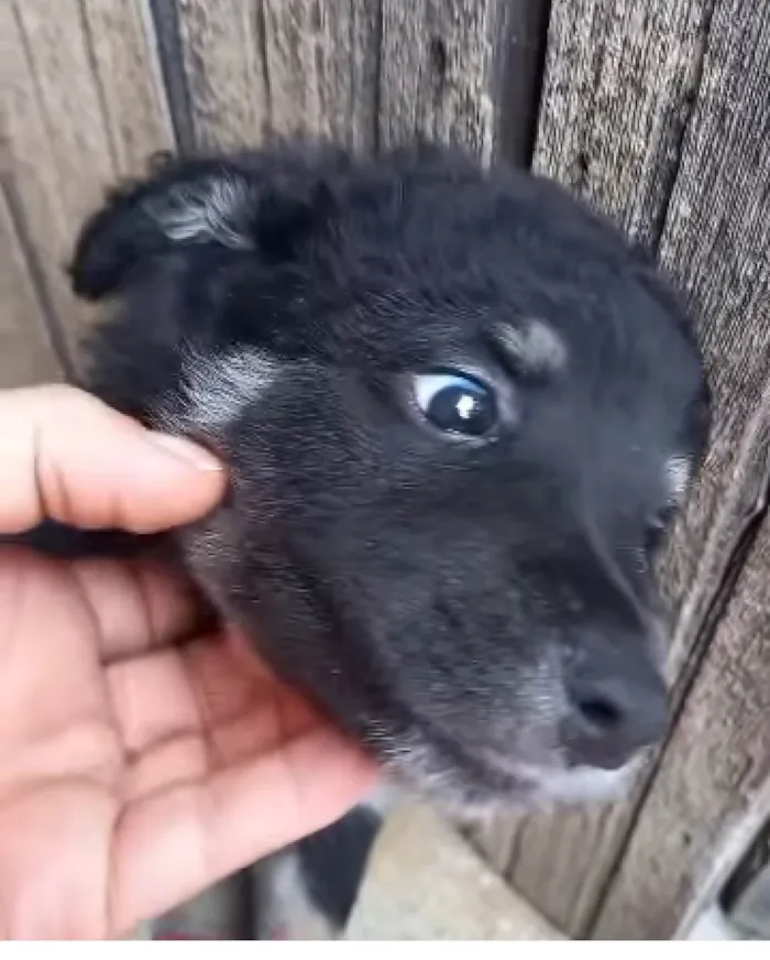 Cachorro ra a  idade 2 a 6 meses nome Filhotes Cris 