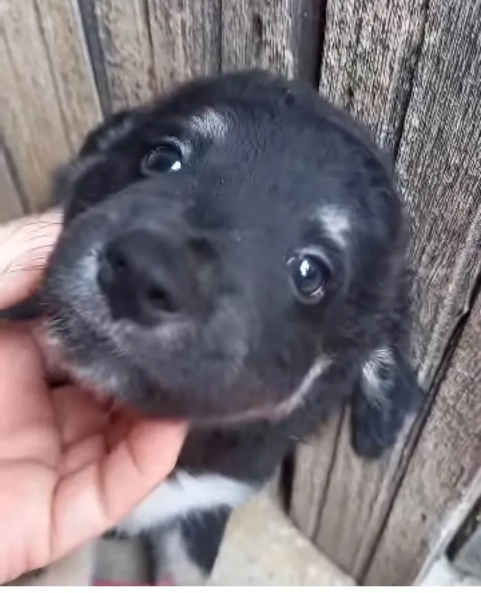 Cachorro ra a  idade 2 a 6 meses nome Filhotes Cris 