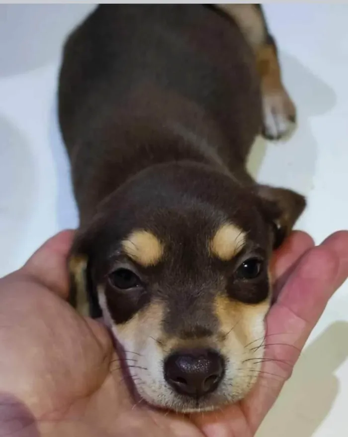 Cachorro ra a  idade 2 a 6 meses nome Filhotes Itupeva 