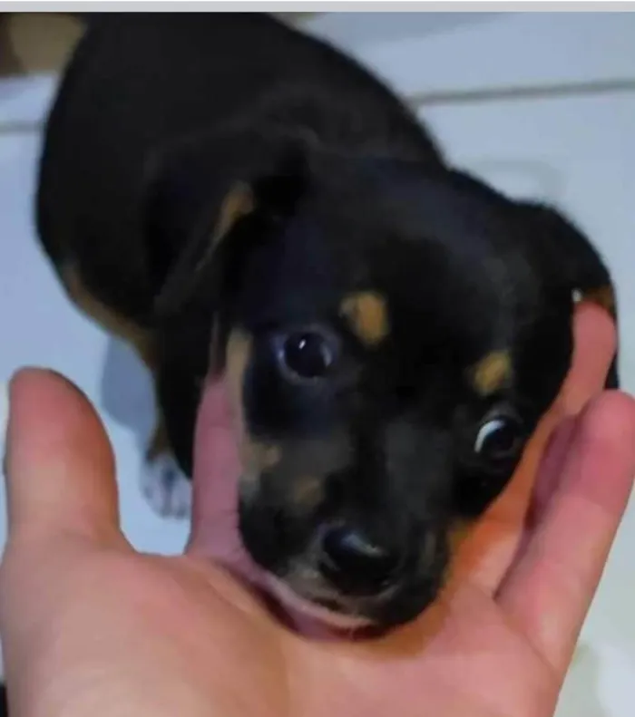 Cachorro ra a  idade 2 a 6 meses nome Filhotes Itupeva 
