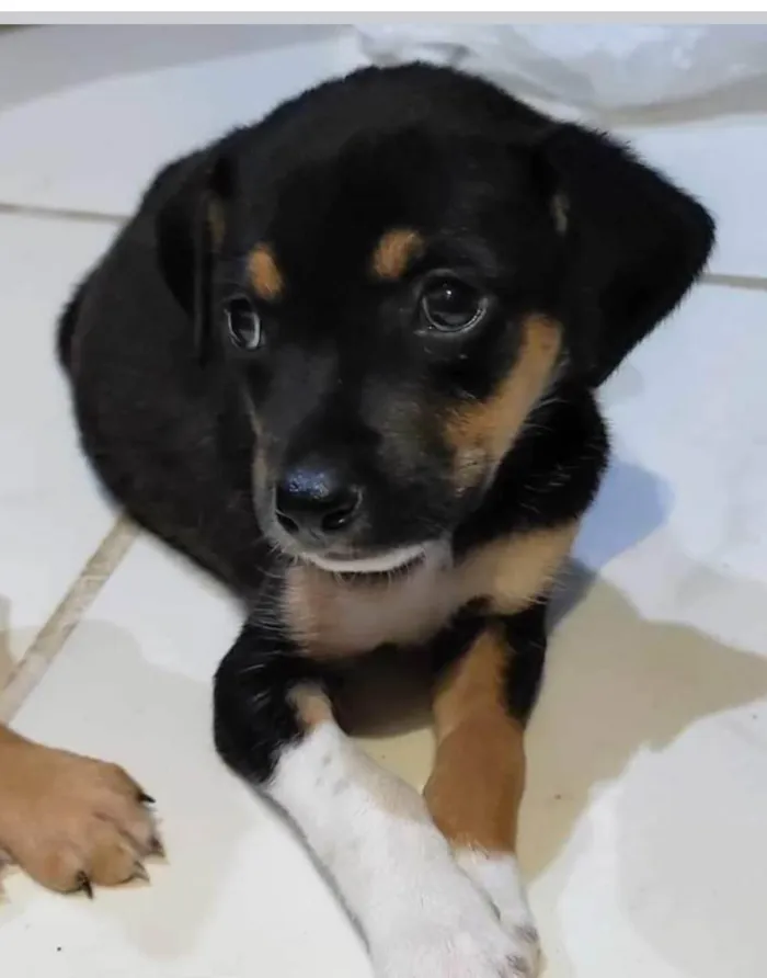 Cachorro ra a  idade 2 a 6 meses nome Filhotes Itupeva 