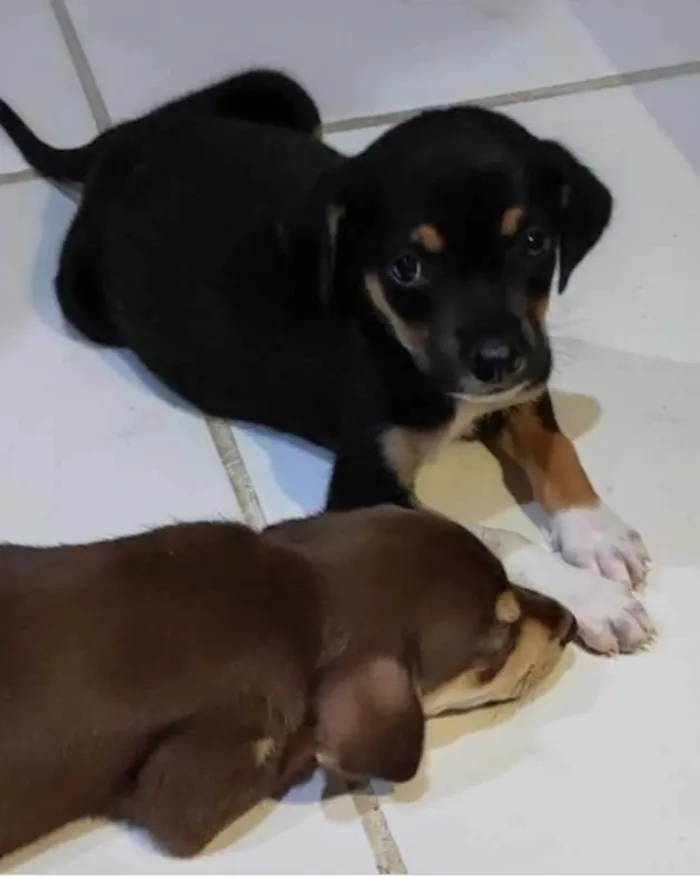 Cachorro ra a  idade 2 a 6 meses nome Filhotes Itupeva 
