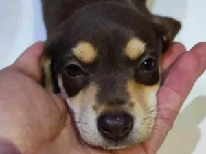 Cachorro raça  idade 2 a 6 meses nome Filhotes Itupeva 