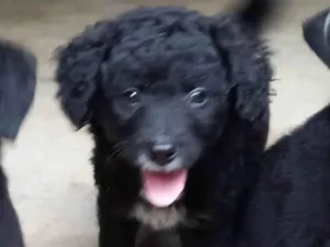 Cachorro raça  idade 2 a 6 meses nome Filhotes Cris 