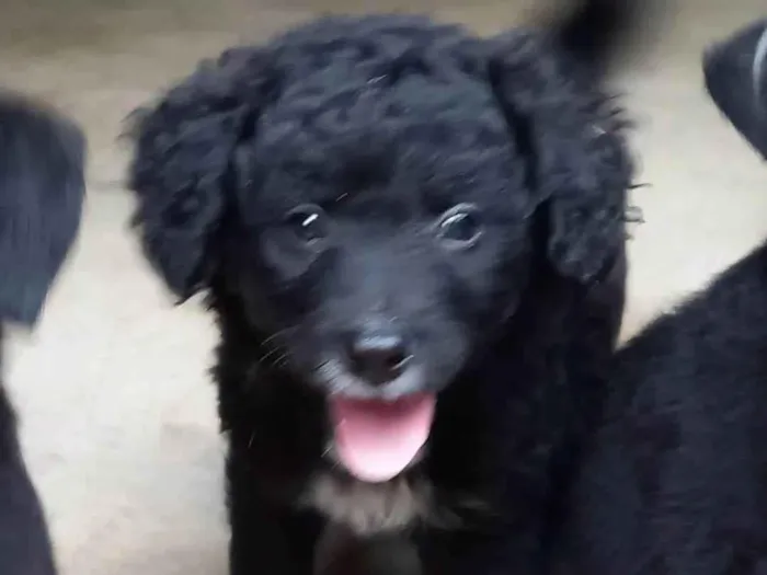 Cachorro ra a  idade 2 a 6 meses nome Filhotes Cris 