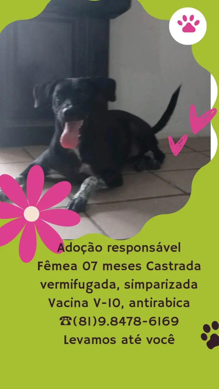 Cachorro ra a SRD  idade 7 a 11 meses nome Kiara 