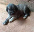 Filhotes Carla