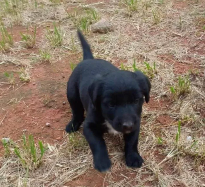 Cachorro ra a  idade Abaixo de 2 meses nome Filhotes Carla