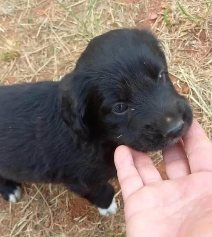 Cachorro ra a  idade Abaixo de 2 meses nome Filhotes Carla