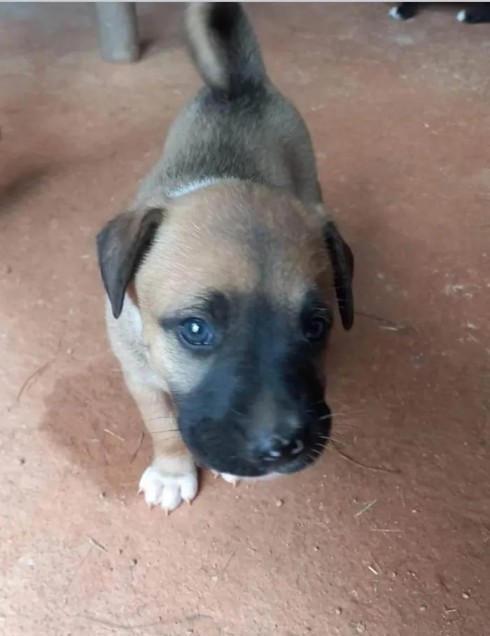 Cachorro ra a  idade Abaixo de 2 meses nome Filhotes Carla