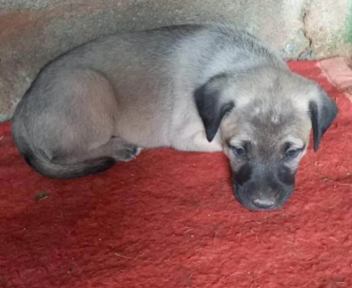Cachorro ra a  idade Abaixo de 2 meses nome Filhotes Carla