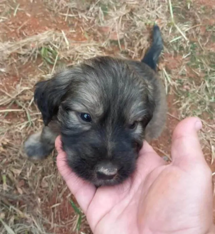 Cachorro ra a  idade Abaixo de 2 meses nome Filhotes Carla