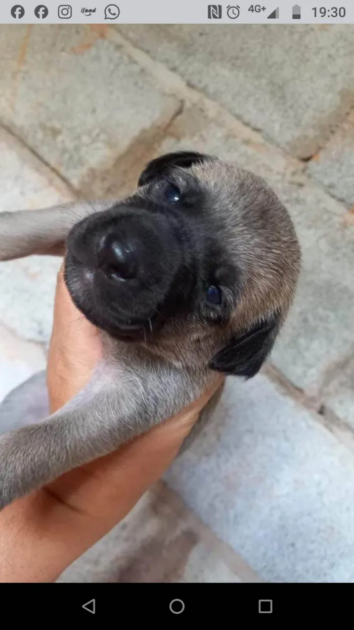 Cachorro ra a  idade Abaixo de 2 meses nome Filhotes Carla