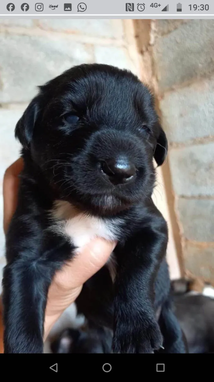 Cachorro ra a  idade Abaixo de 2 meses nome Filhotes Carla