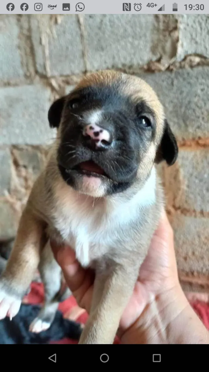 Cachorro ra a  idade Abaixo de 2 meses nome Filhotes Carla