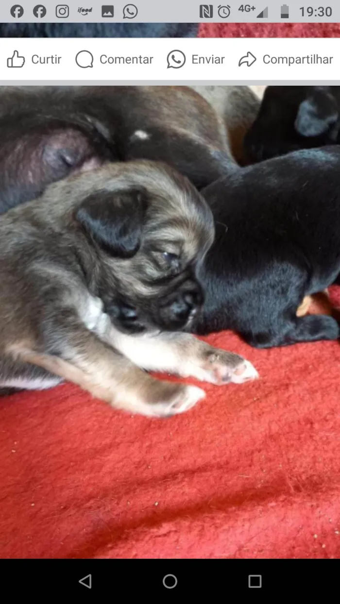 Cachorro ra a  idade Abaixo de 2 meses nome Filhotes Carla