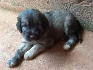 Cachorro raça  idade Abaixo de 2 meses nome Filhotes Carla