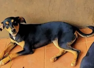 Cachorro raça SRD-ViraLata idade 7 a 11 meses nome Não tem nome 