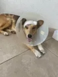 Lúcio
