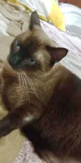 Léo