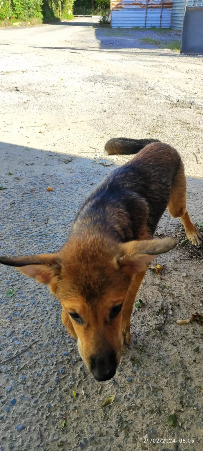 Cachorro ra a Pastor alemão  idade 2 a 6 meses nome Não tem mais estou chamando de Chiara 