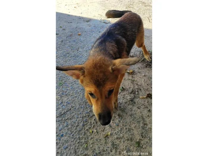 Cachorro ra a Pastor alemão  idade 2 a 6 meses nome Não tem mais estou chamando de Chiara 