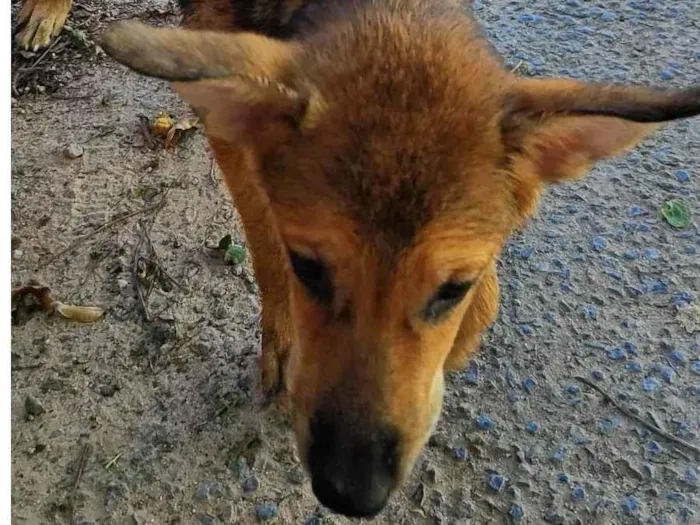 Cachorro ra a Pastor alemão  idade 2 a 6 meses nome Não tem mais estou chamando de Chiara 