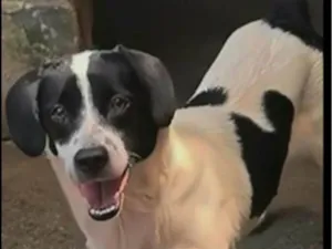 Cachorro raça SRD-ViraLata idade 2 anos nome Dinda