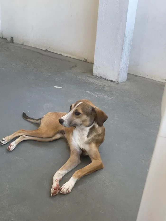 Cachorro ra a SRD-ViraLata idade 1 ano nome Vitória 