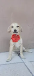 4 filhotes