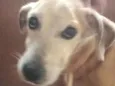 João