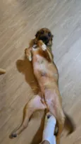 Canela