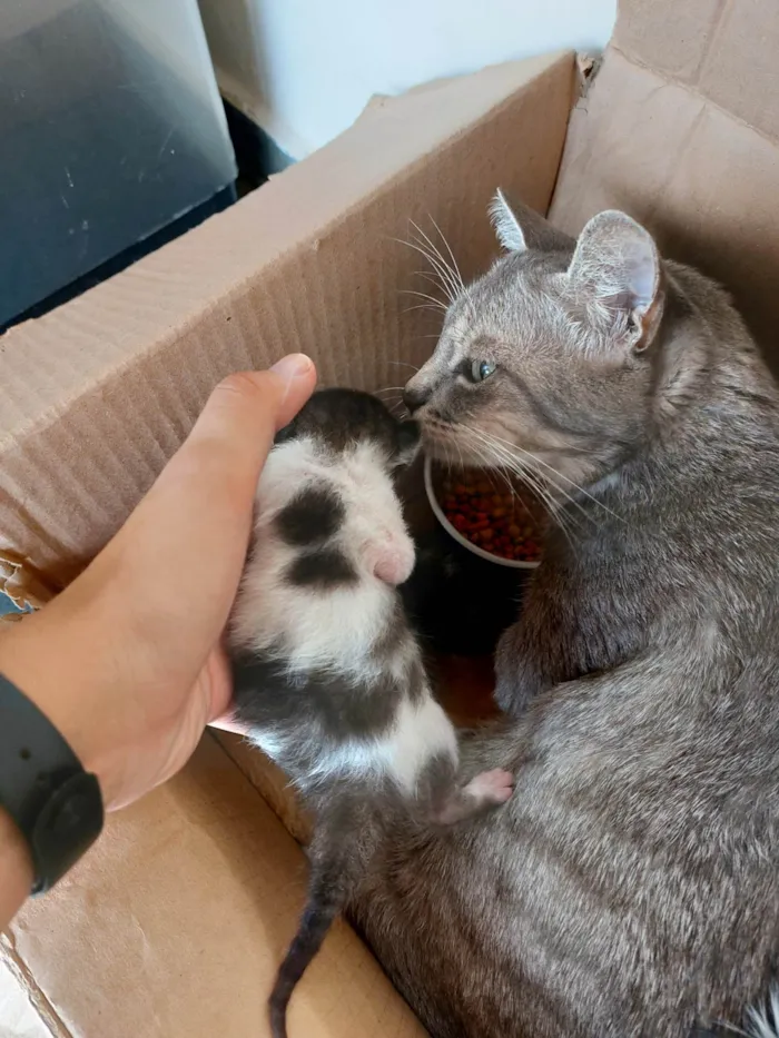 Gato ra a  idade Abaixo de 2 meses nome Macho