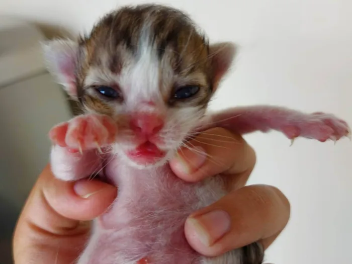 Gato ra a  idade Abaixo de 2 meses nome Macho