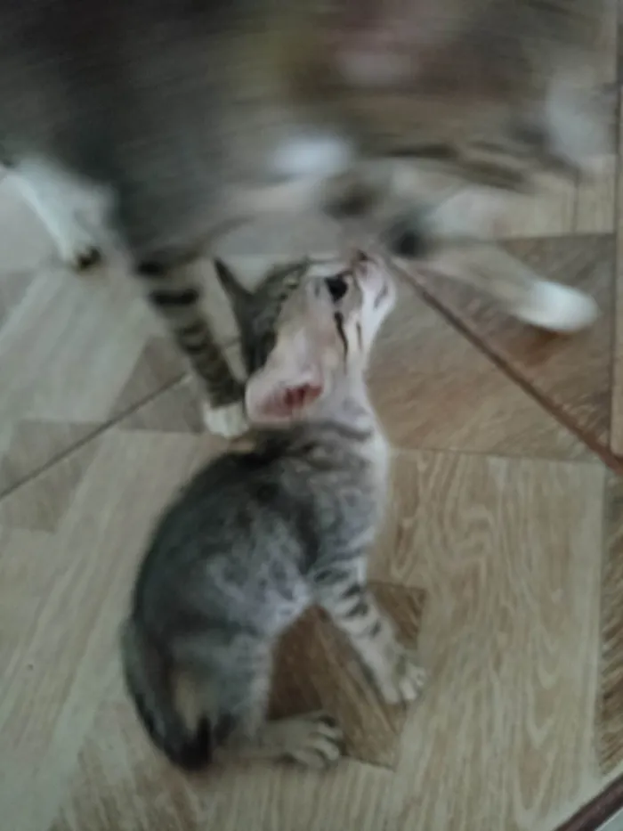 Gato ra a  idade 2 a 6 meses nome Não tem nome