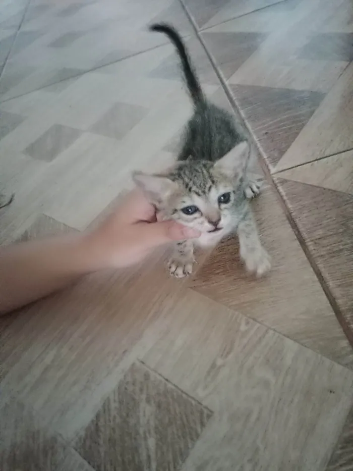 Gato ra a  idade 2 a 6 meses nome Não tem nome