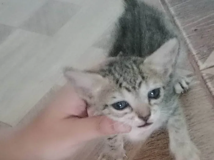 Gato ra a  idade 2 a 6 meses nome Não tem nome