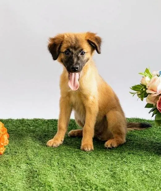Cachorro ra a SRD-ViraLata idade 2 a 6 meses nome Sara Flor
