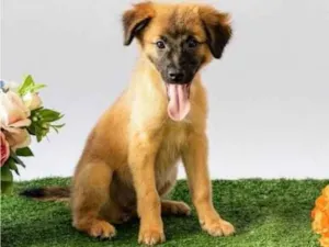 Cachorro raça SRD-ViraLata idade 2 a 6 meses nome Sara Flor