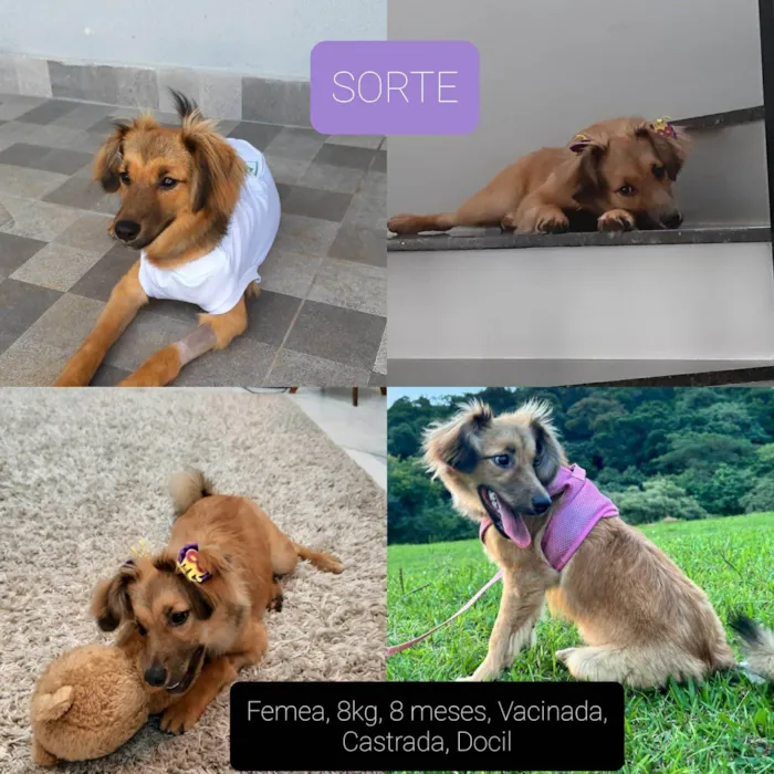 Cachorro raça Srd idade  nome Sorte