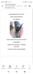 GRATIFICA - Pretinha