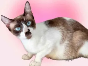 Gato raça SRD-ViraLata idade 7 a 11 meses nome Amanda bb9meses 