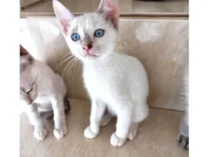 Gato raça SRD-ViraLata idade 2 a 6 meses nome Suki bb2meses 