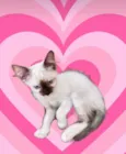 Mikki bb2meses 