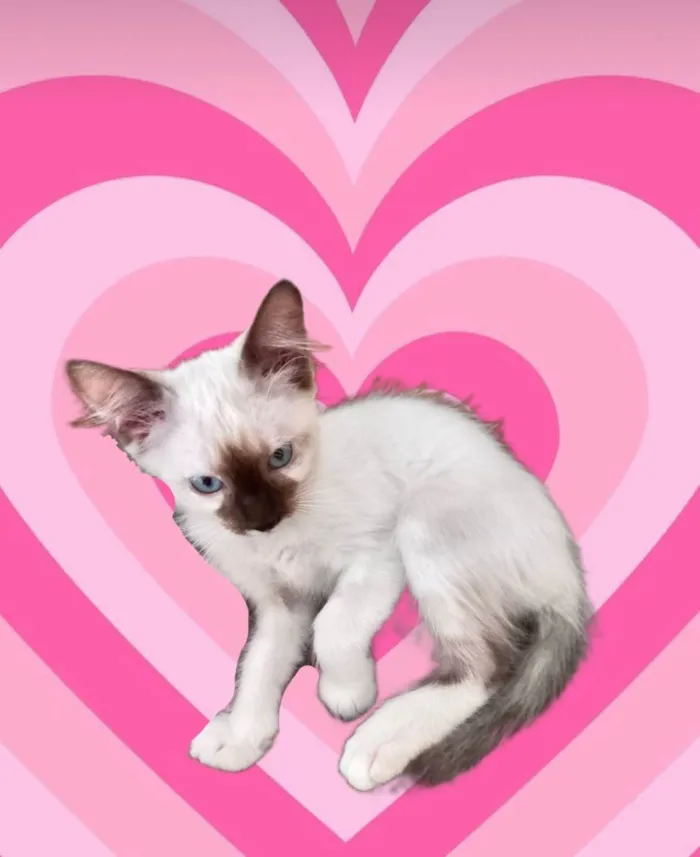 Gato ra a SRD-ViraLata idade 2 a 6 meses nome Mikki bb2meses 